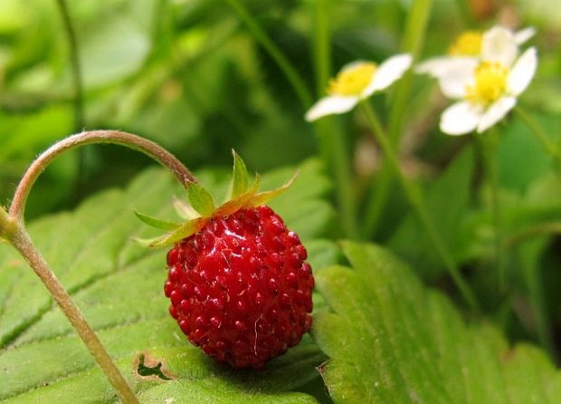 jahoda lesná Fragaria