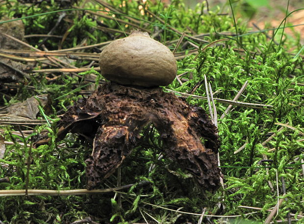 hviezdovka Geastrum sp.