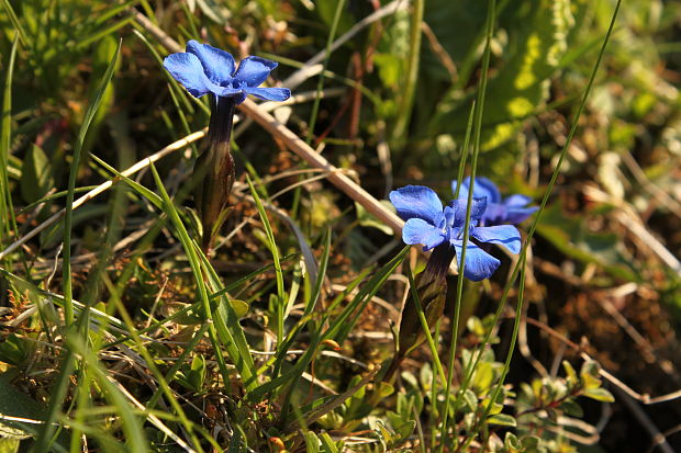 horec jarný Gentiana verna L.