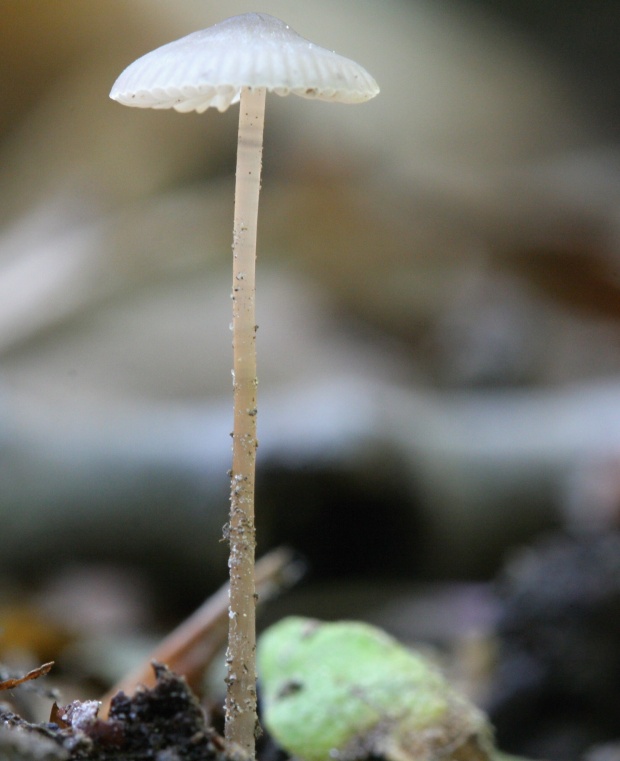 prilbovec Hemimycena sp.