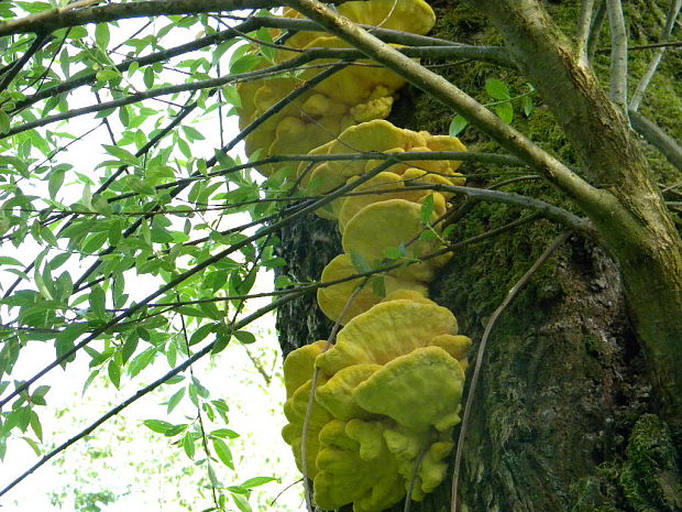 sírovec obyčajný Laetiporus sulphureus (Bull.) Murrill