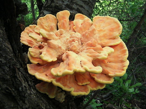 sírovec obyčajný Laetiporus sulphureus (Bull.) Murrill