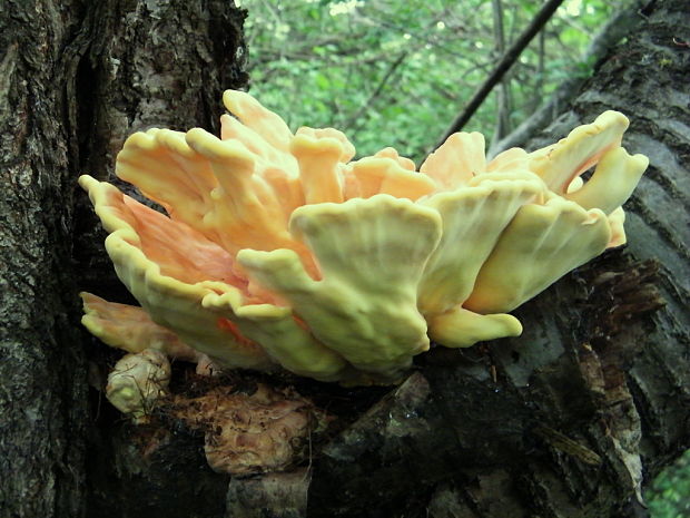 sírovec obyčajný Laetiporus sulphureus (Bull.) Murrill