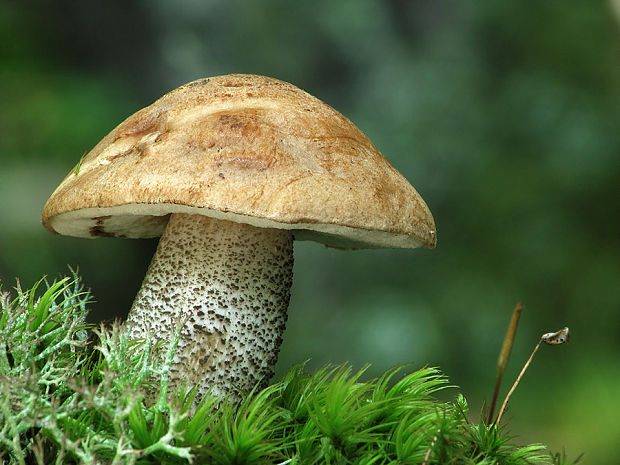 kozák brezový Leccinum scabrum (Bull.) Gray