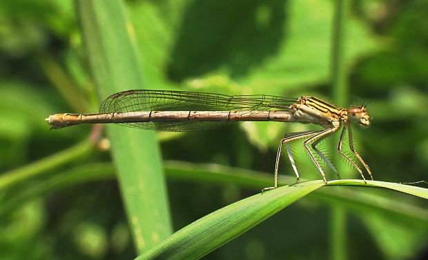 šidlovka Lestes sp