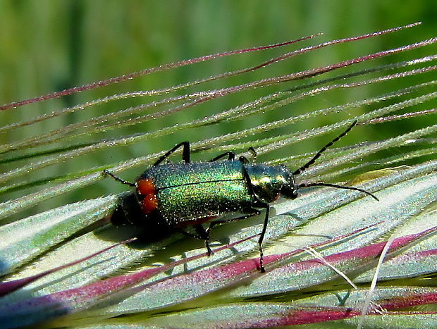 bradavičník Malachius bipustulatus