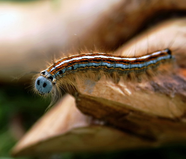 priadkovec obručkaty Malacosoma neustria