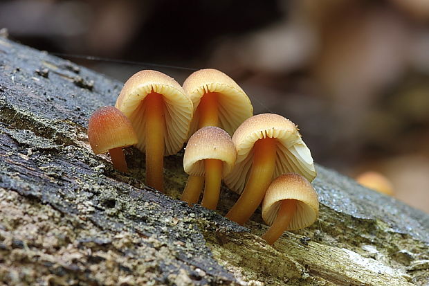 prilbička žltohlúbiková Mycena renati Quél.