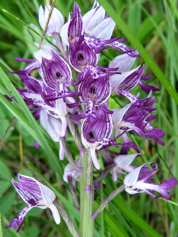 vstavač vojenský Orchis militaris L.