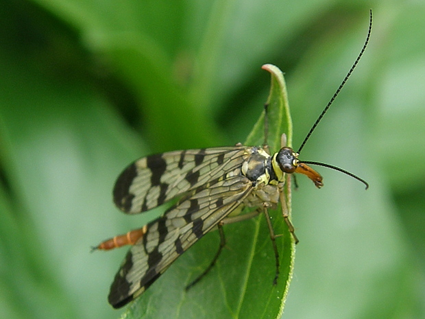 srpica Panorpa vulgaris