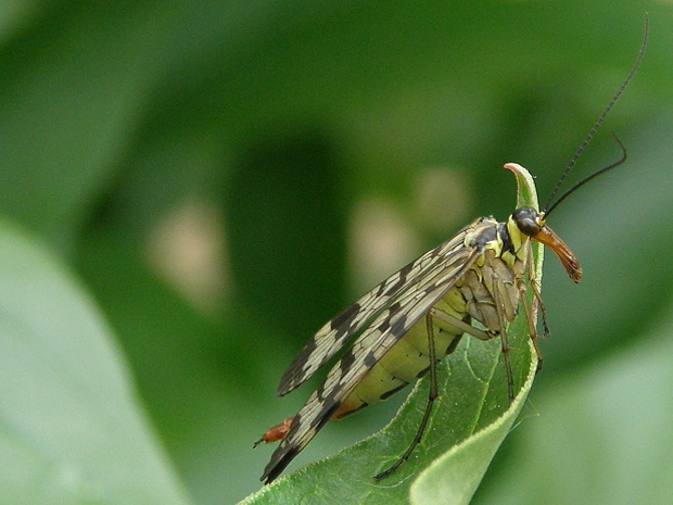 srpica Panorpa vulgaris