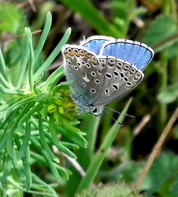 modráčik ďatelinový  Polyommatus bellargus   Rottemburg, 1775)