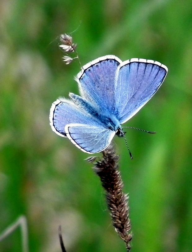 modráčik ďatelinový  Polyommatus bellargus  Rottemburg, 1775