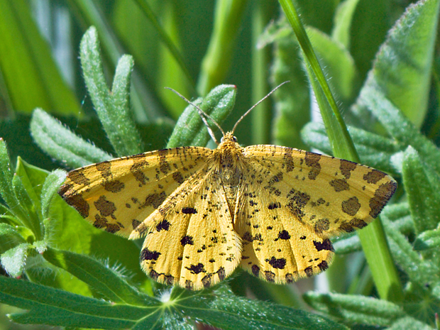 listnatka hluchavková  Pseudopanthera macularia