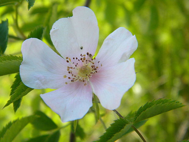 ruža šípová Rosa canina L.