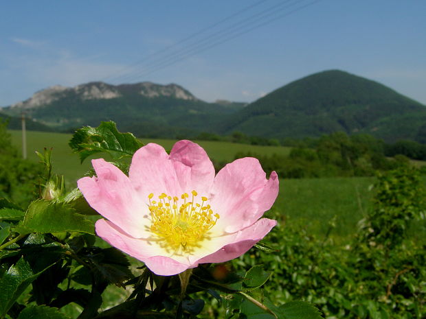 ruža šípová Rosa canina L.