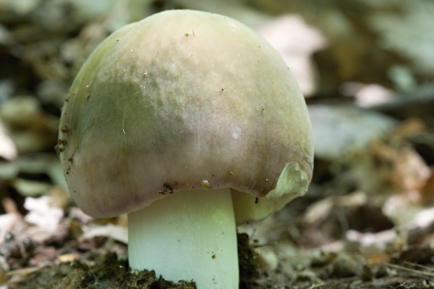 plávka modrastá Russula cyanoxantha (Schaeff.) Fr.