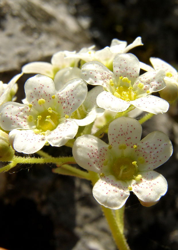 lomikameň metlinatý Saxifraga paniculata Mill.)