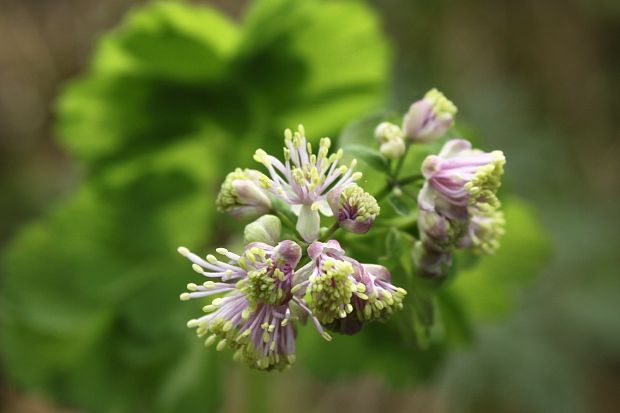 žltuška orlíčkolistá Thalictrum aquilegiifolium L.