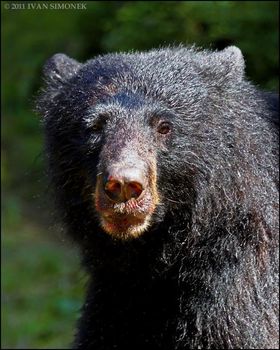 "KUDRNAC". Ursus americanus