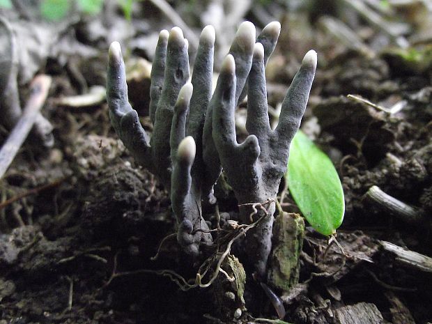 drevnatec Xylaria sp.