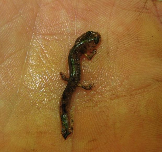 salamandra