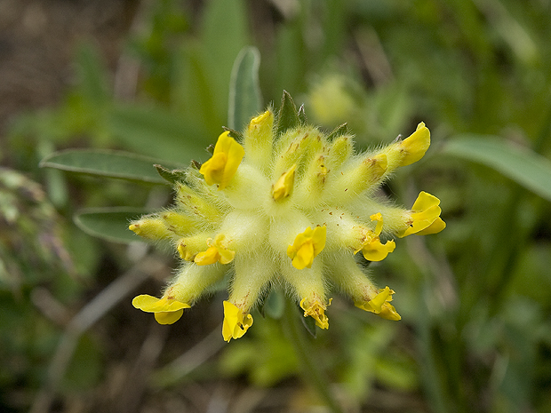 bôľhoj lekársky Anthyllis vulneraria L.