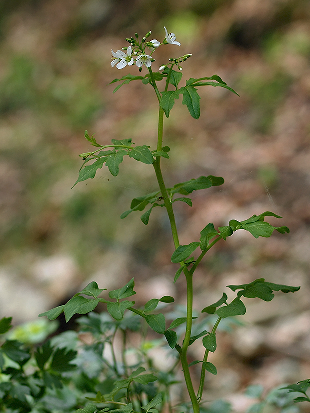 žerušnica horká Cardamine amara L.