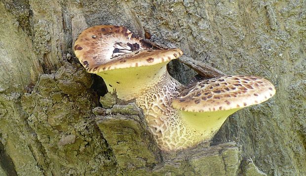 trúdnik šupinatý Cerioporus squamosus (Huds.) Quél.