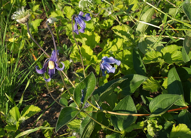 plamienok celistvolistý Clematis integrifolia L.