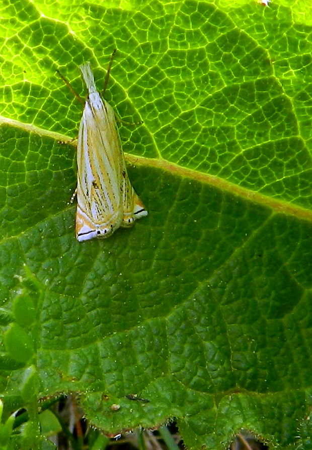 trávovec lúčny  Crambus lathoniellus