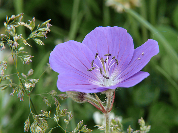 pakost lúčny Geranium pratense L.