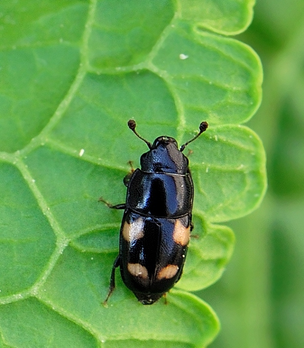 blyskáčik Glischrochilus quadrisignatus