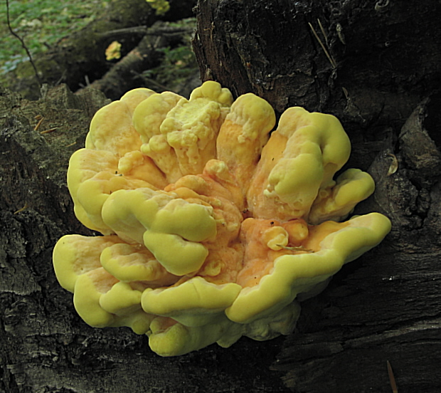 sírovec obyčajný Laetiporus sulphureus (Bull.) Murrill