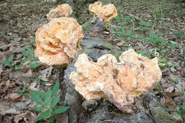 sírovec obyčajný Laetiporus sulphureus (Bull.) Murrill