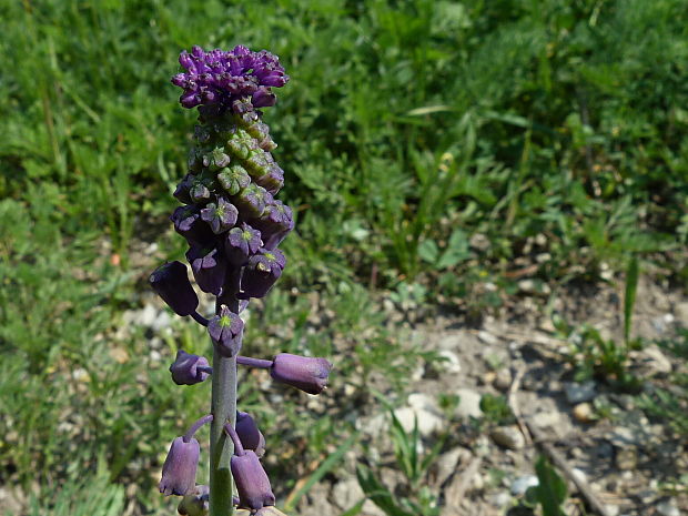 leopoldia chochlatá Leopoldia comosa (L.) Parl.