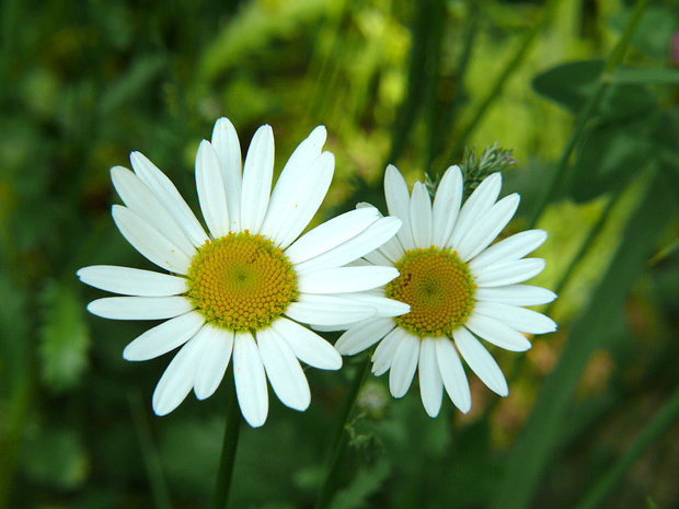 margaréta biela Leucanthemum vulgare Lam.