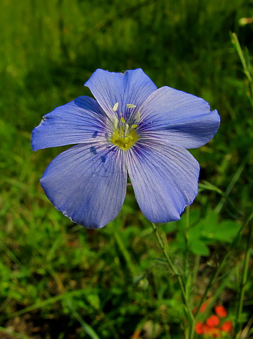 ľan rakúsky Linum austriacum L.