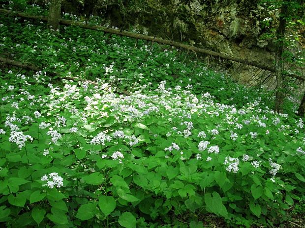 mesačnica trváca Lunaria rediviva L.