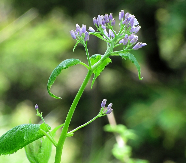 mesačnica trváca-měsíčnice vytrvalá Lunaria rediviva L.