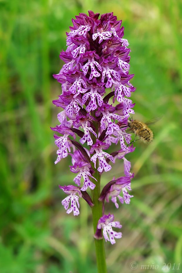 neotinea Neotinea x dietrichiana (Bobenh.) H. Kretzschmar Eccarius & H. Dietr.