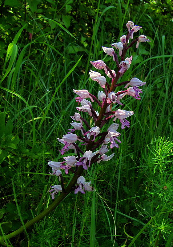 vstavač vojenský Orchis militaris L.