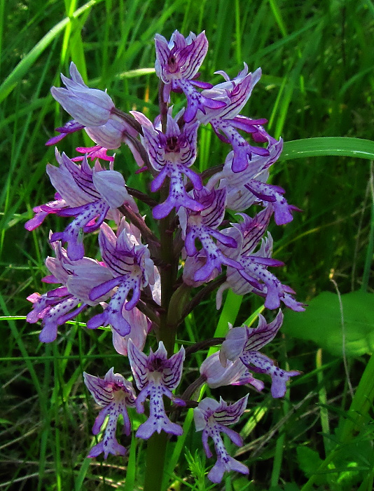 vstavač vojenský Orchis militaris L.