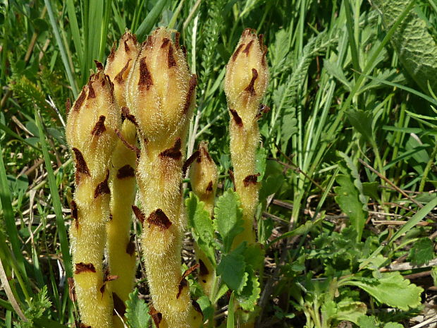 záraza Orobanche sp.