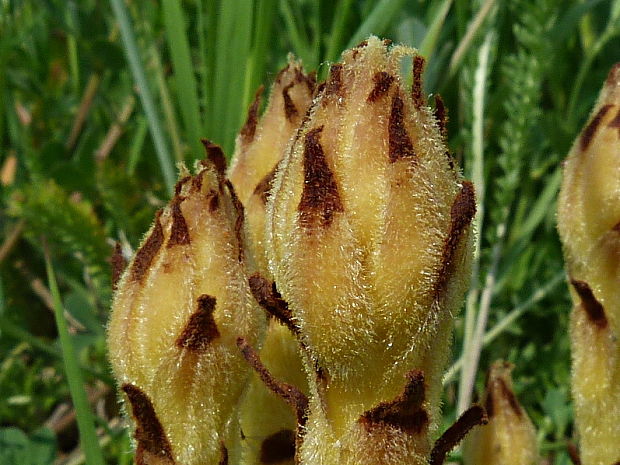 záraza Orobanche sp.