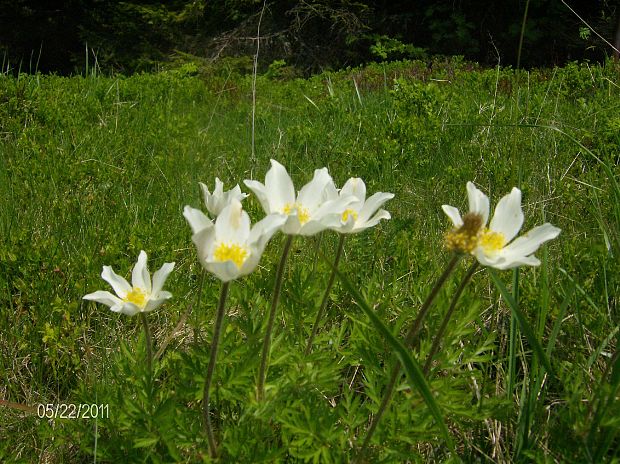 poniklec biely Pulsatilla scherfelii (Ullepitsch) Skalický