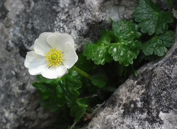 iskerník alpínsky Ranunculus alpestris L.