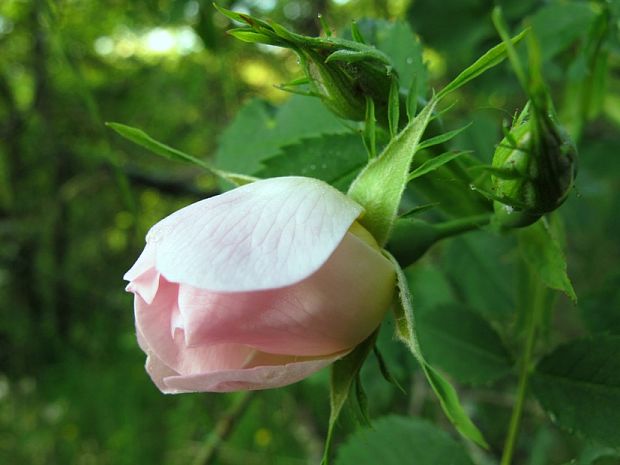 ruža šípová Rosa canina L.