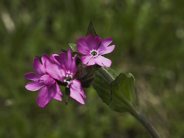 silenka červená Silene dioica (L.) Clairv.