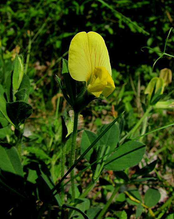 paľadenec prímorský Tetragonolobus maritimus (L.) Roth